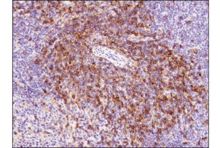 石蠟切片組化染色展示圖:使用 cd4 (d7d2z) rabbit mab 對石蠟包埋的