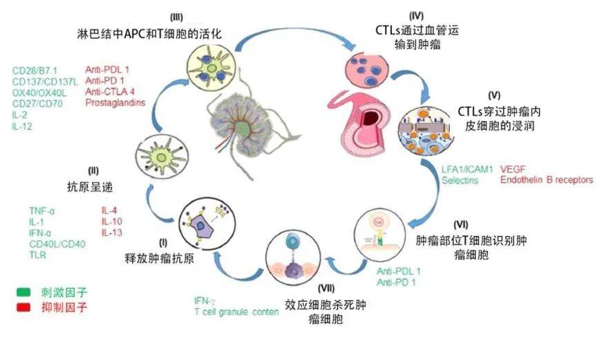 免疫应答过程仅仅来自于抗原的刺激,不足以活化淋巴细胞,还需要