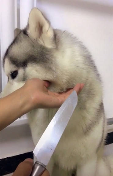 原创主人让二哈配合表演,二哈鄙视直接拒绝,见主人拿刀改变了主意