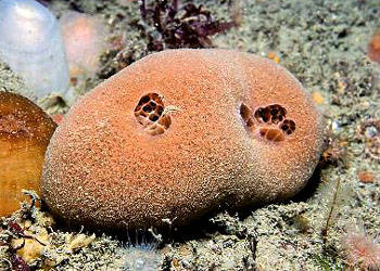 海绵动物门spongia的分类学习精品收藏向