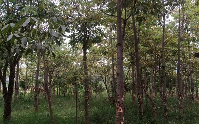 缅甸雪燕怎么吃,缅甸雪燕的功效与作用