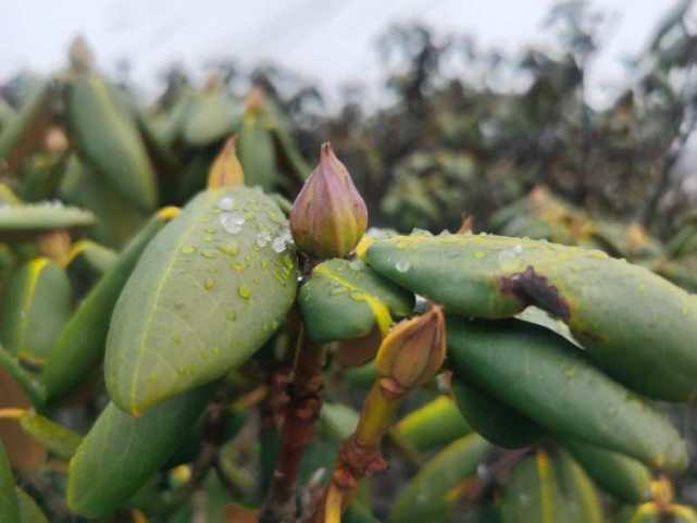 扎西桑珠高兴地告诉记者:"今年,我们培育了2万个菌包,如果市场销路好