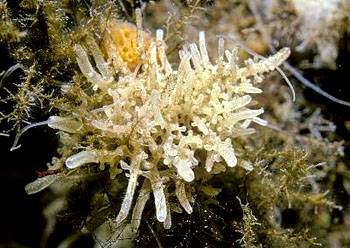 白枝海绵(leucosolenia variabilis)毛壶(grantia compressa)群体毛壶