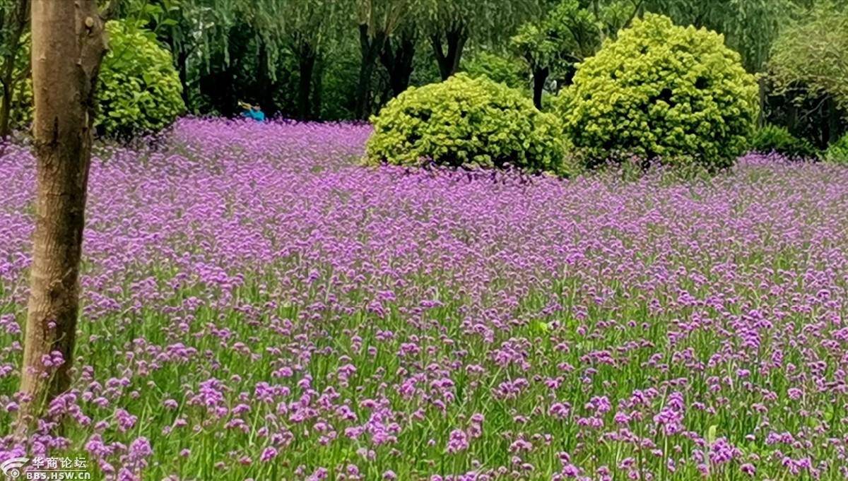 花海游不用东奔西跑,宝鸡城区渭河公园种植大片花海等你撩!