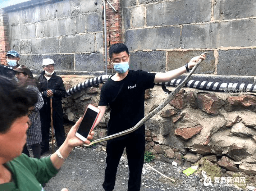 他是青岛警队中的"捕蛇高手" 密室中练就绝活