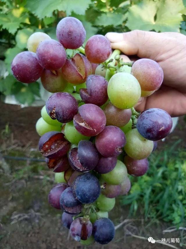 葡萄裂果怎么预防?这些管理细节都可能导致裂果,你做对了吗?_土壤板结