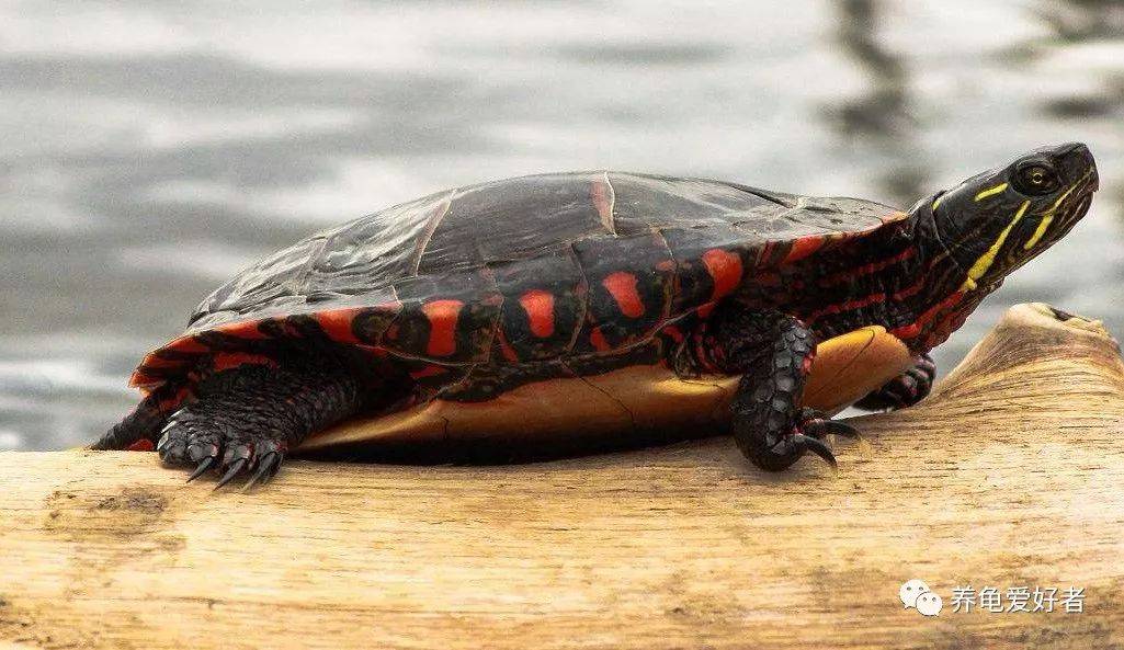 龟龟体色品相不如你意,它到底经历了什么?