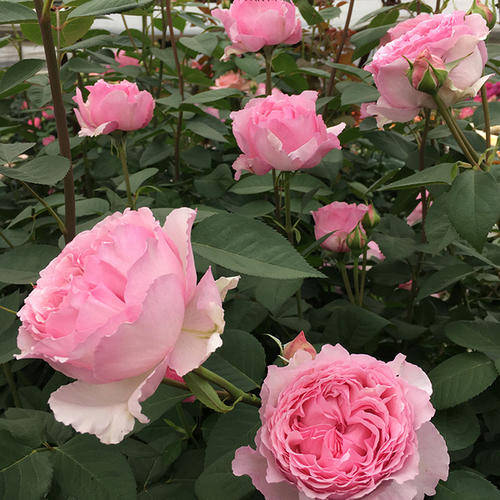 此款月季花朵超大还特香颜值高香味浓值得拥有