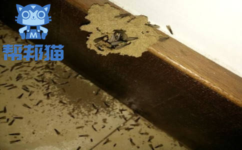 灭白蚁的几种方法如何去分析?