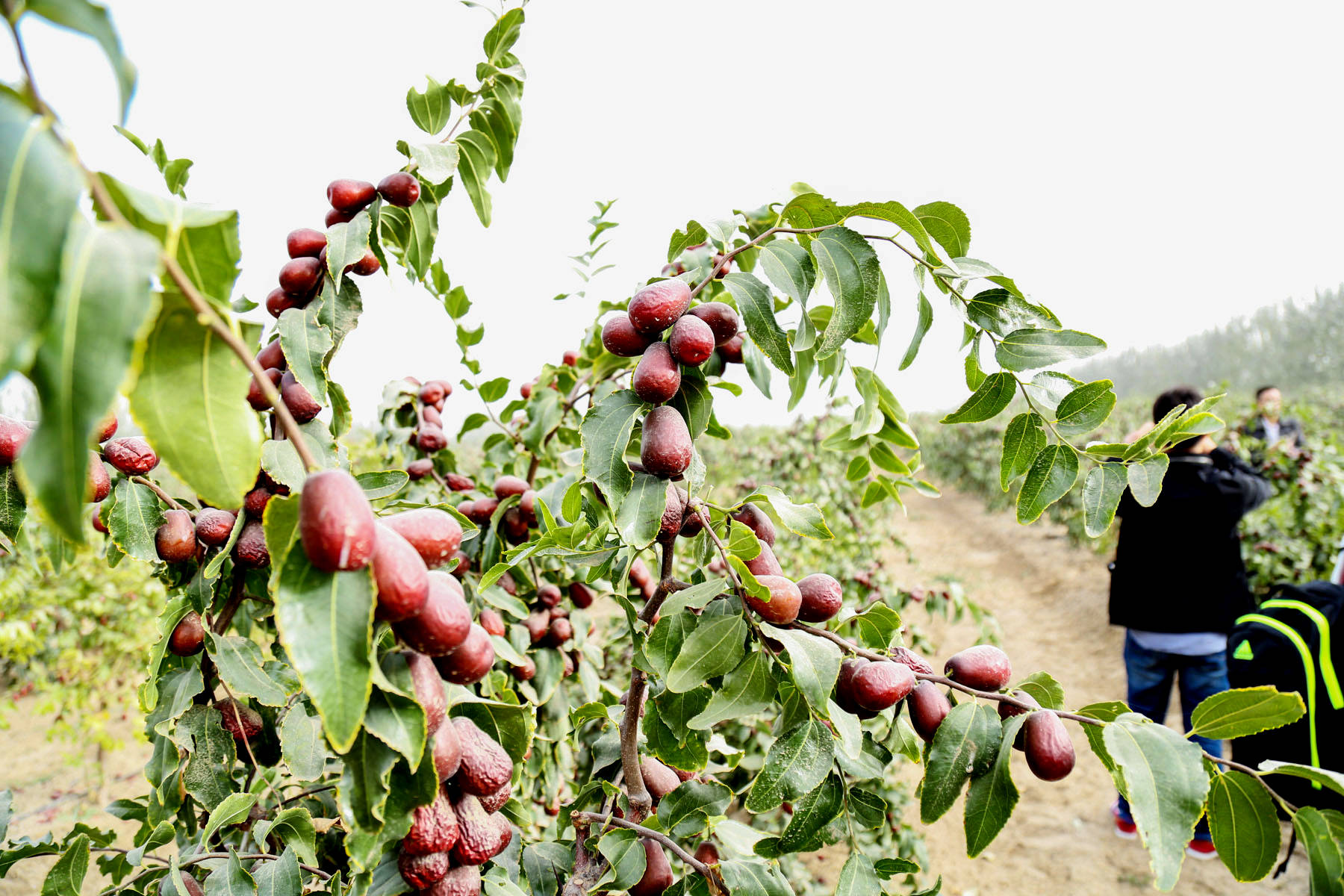 美容养颜佳品——策勒红枣