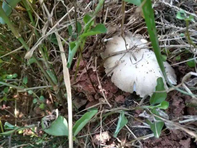 斗鸡菇又名大脚菇,被称为"西部山珍",盛产于四川乐山市犍为县,井研县