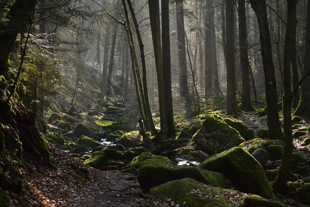 德国黑森林树木图片