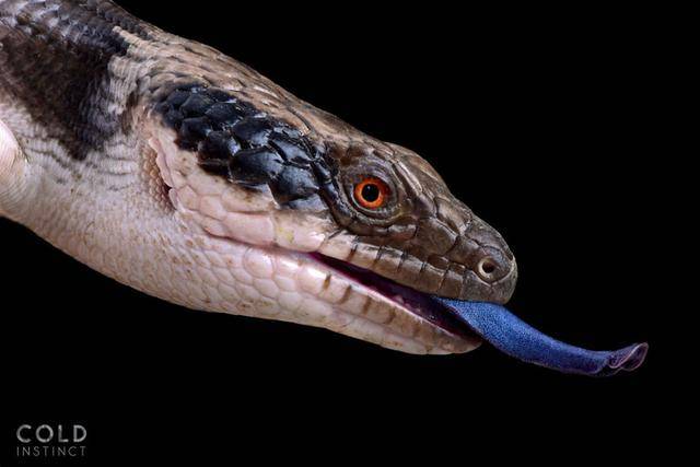 西部藍舌蜥蜴【western blue-tongued skink】