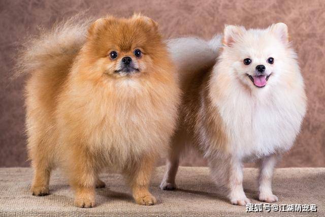 原创博美犬"价格"多少钱一只?你是买亏了,还是捡了大便宜?