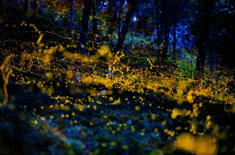 【诗词鉴赏】有萤火虫的夏天,有醉美的诗词!_流萤