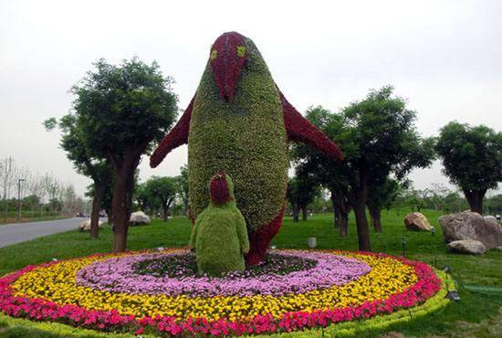 绿雕造型制作常用到的植物有哪些分别有哪些特性