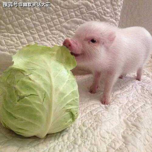 小猪吃白菜情侣头像图片