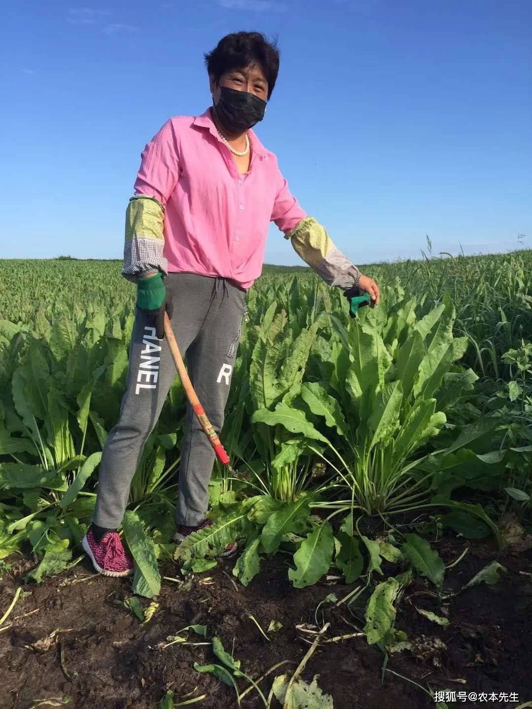 黄棒菜的种植介绍_进行