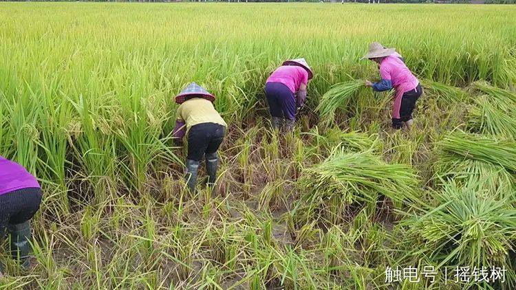 67沒騙你水稻都可以無人駕駛收割了