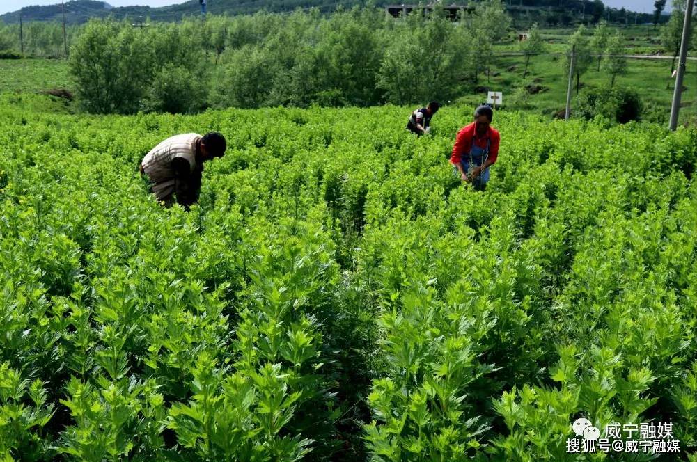 行摄乡镇丨源远流长 生态盐仓_草乌