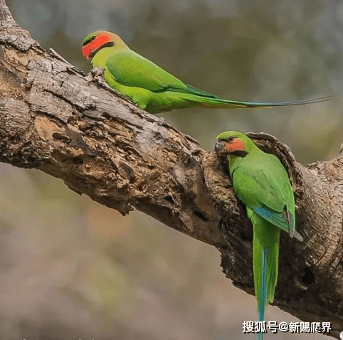 带你认识我国原生鹦鹉_中国