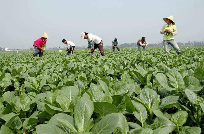 畅销国内外,黑龙江宁安现代农业产业园打造"东北菜篮子"!