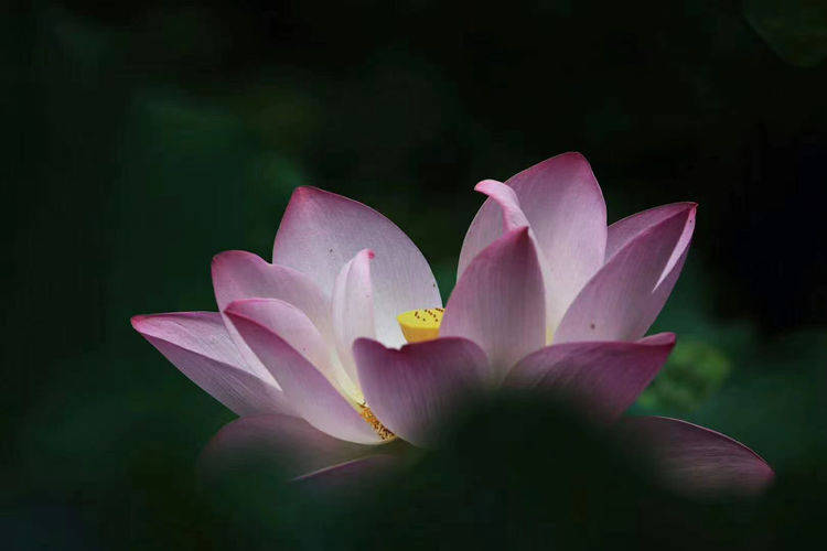 生如荷花般绚烂悼念北大八五级校友郑娟