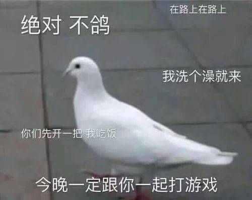 鸽子表情包 原图图片