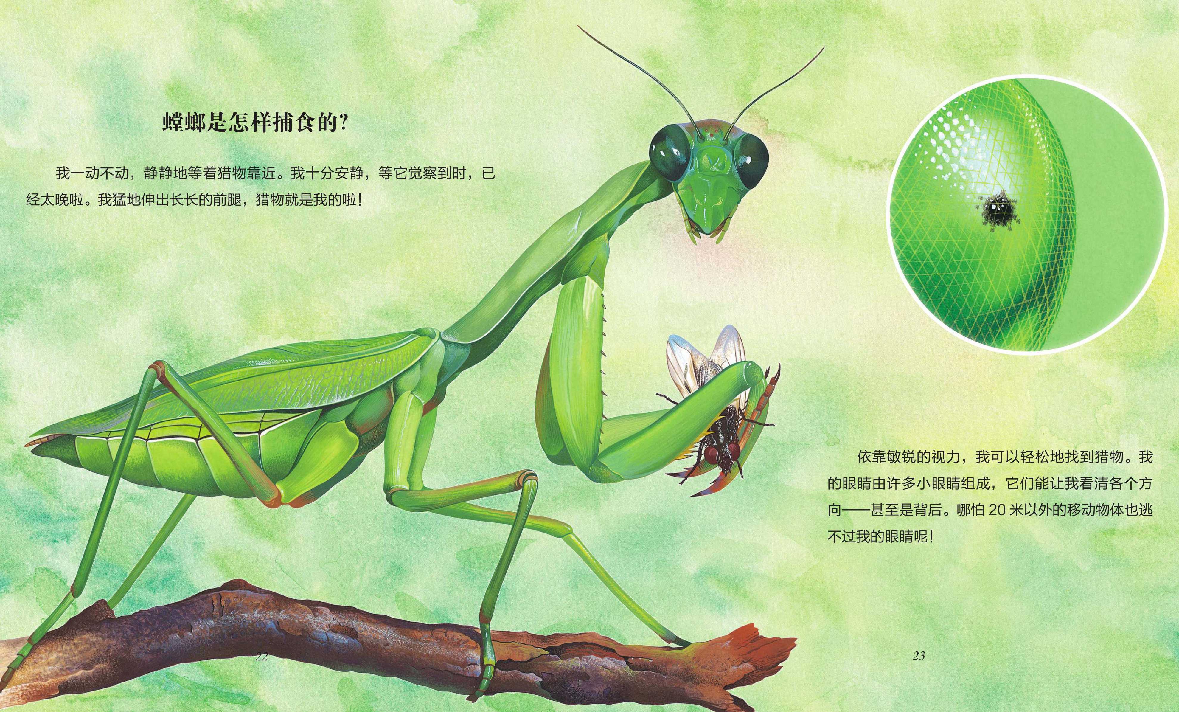 儿童绘本故事推荐《昆虫》