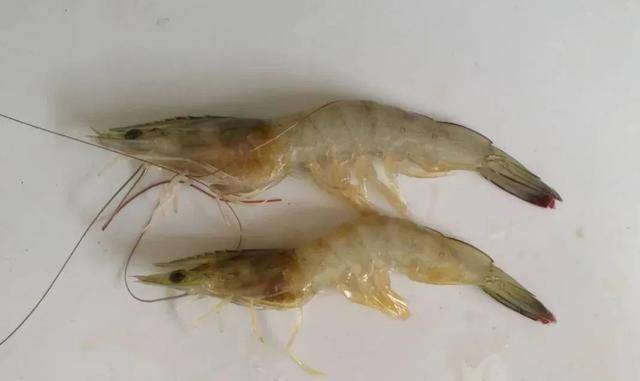 高温期对虾纤毛虫繁殖迅速,致病率95%以上,巧妙预防才是关键