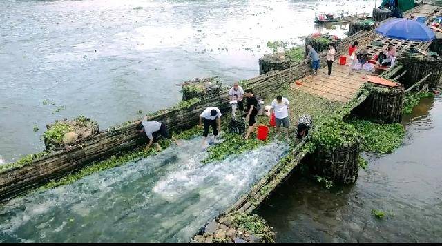 连平蜜桃节田源鱼梁客家鱼梁最原始最环保的捕鱼文化传千年