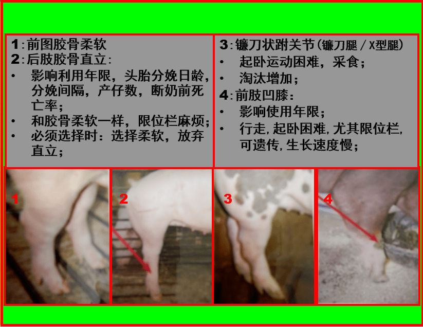 听课笔记:后备母猪的选育——袁国伟博士直播