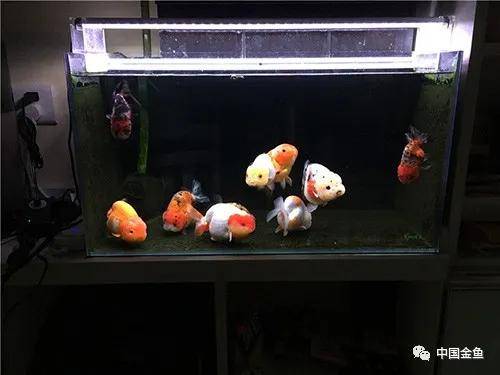 养了两年的60缸兰寿,你品品