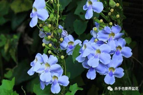 原创这种牵牛花学名"大花老鸦嘴",为什么又叫"大邓伯花"谁知道原因吗?