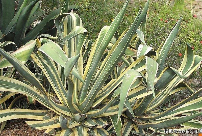 在院子旁种上这些扎手的植物,可以观赏,又能防盗,还能收获浆果_黄芦木