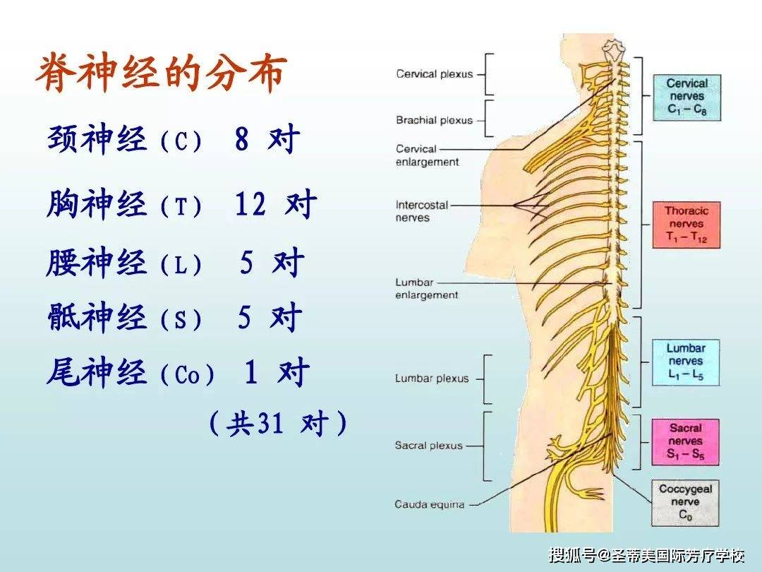 周围神经系统 // naha国际芳疗师认证考试