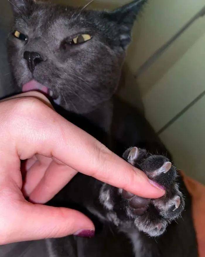 小猫咪锋利又可怕的爪爪尖爪神兽来袭
