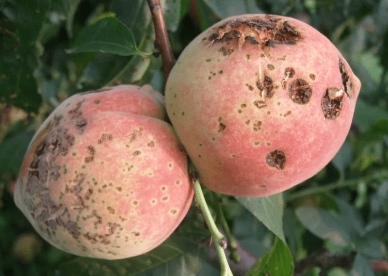 桃果四大病害都是些狠角色