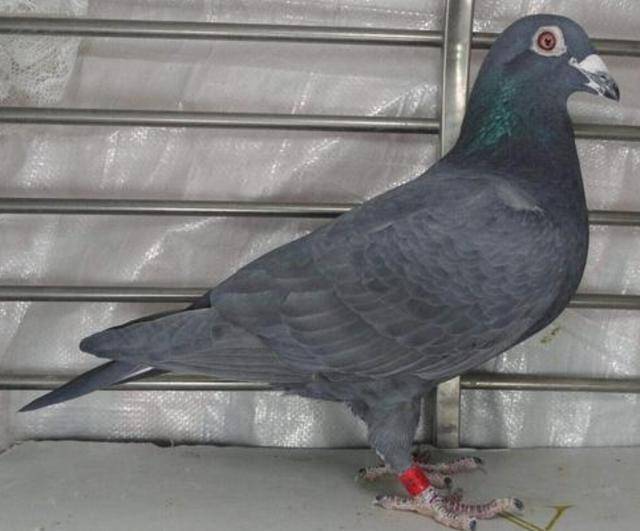 纯黑赛鸽?分析其特点,更容易出好成绩_鸽子