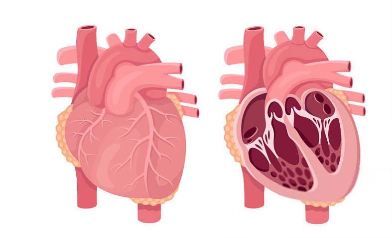 心房增大有什麼危害_病症