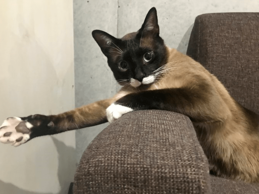 暹罗猫变色大赛