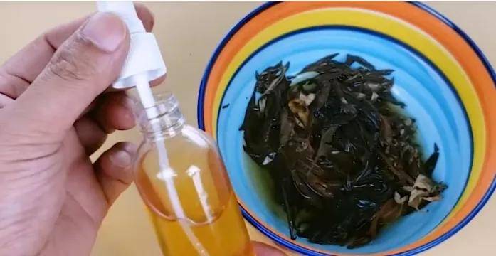 家里有蚊子?教你土方法,夏天房间一只蚊子都不敢来,再也不烦恼