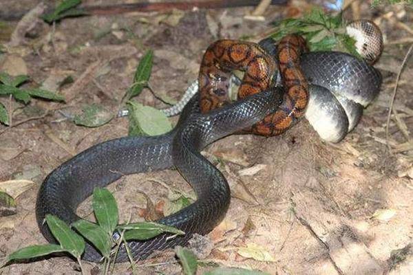 其中矛头蝮属是它们的主要猎物,拟蚺经常捕食三色矛头蝮和美洲矛头蝮