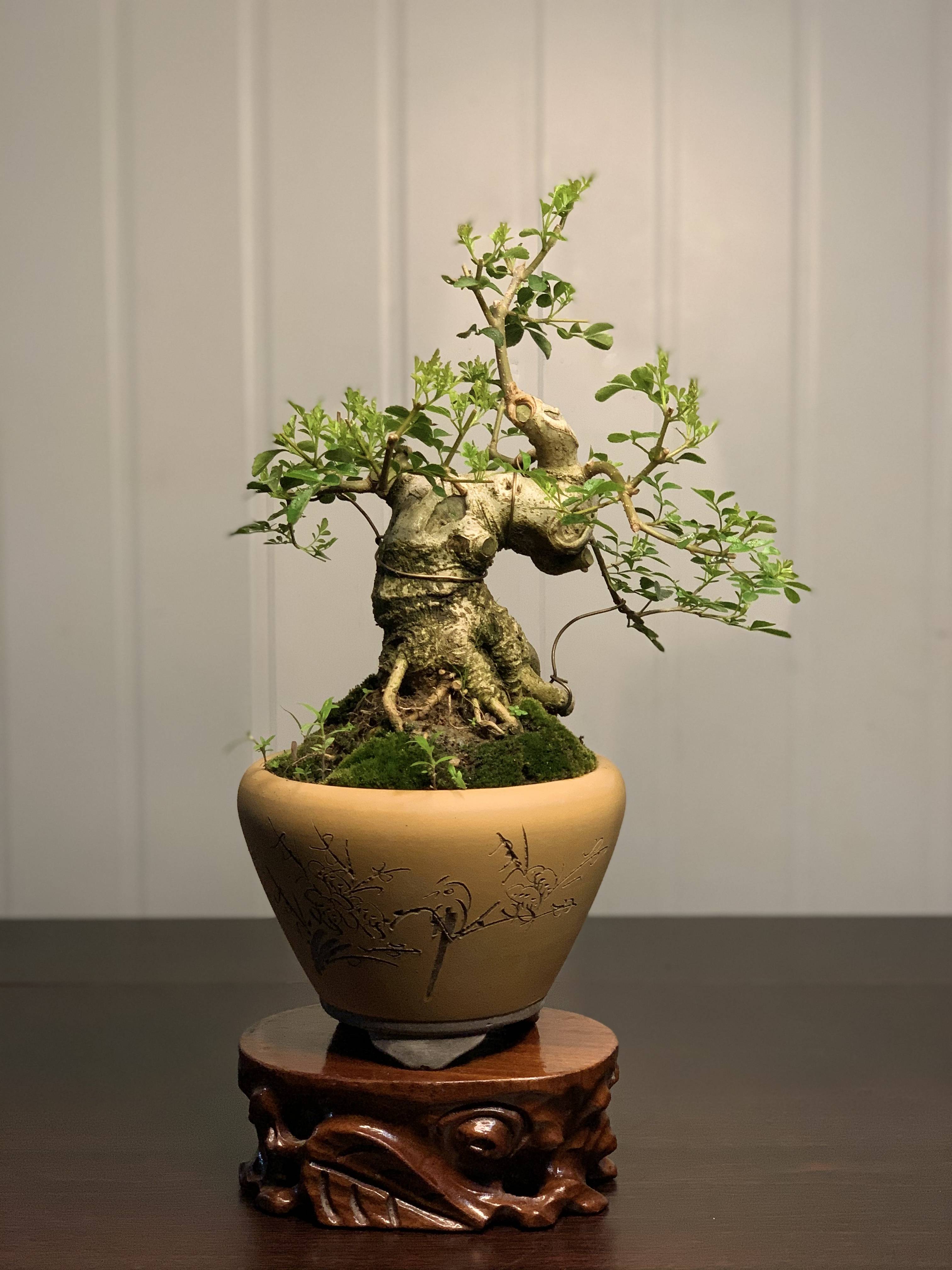 对节白蜡,小老桩好耐看