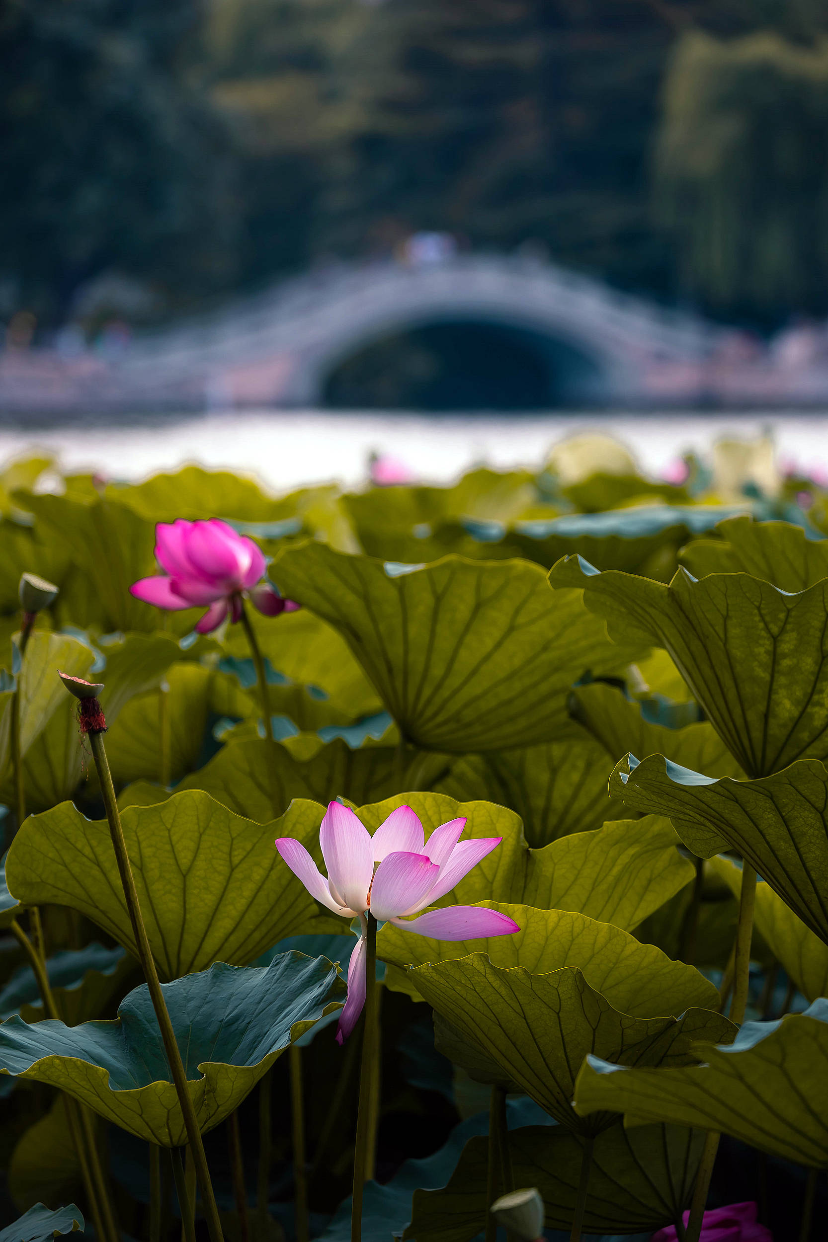 2020年济南旅游盛事,明湖荷花节今天开幕,免费公园为你飘香敞开