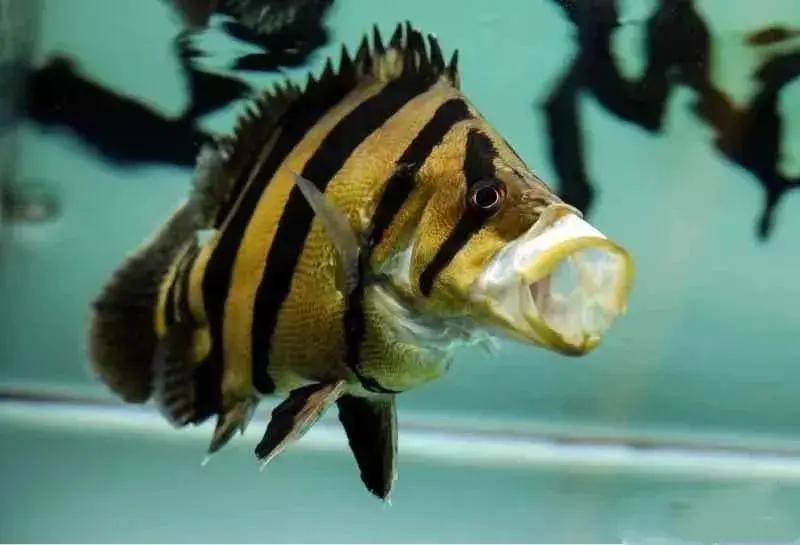 虎鱼从挖煤工到黄小明的逆袭