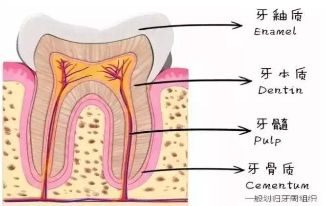 夏季口腔护理小贴士,快get起来!远离这些伤牙齿的饮食习惯