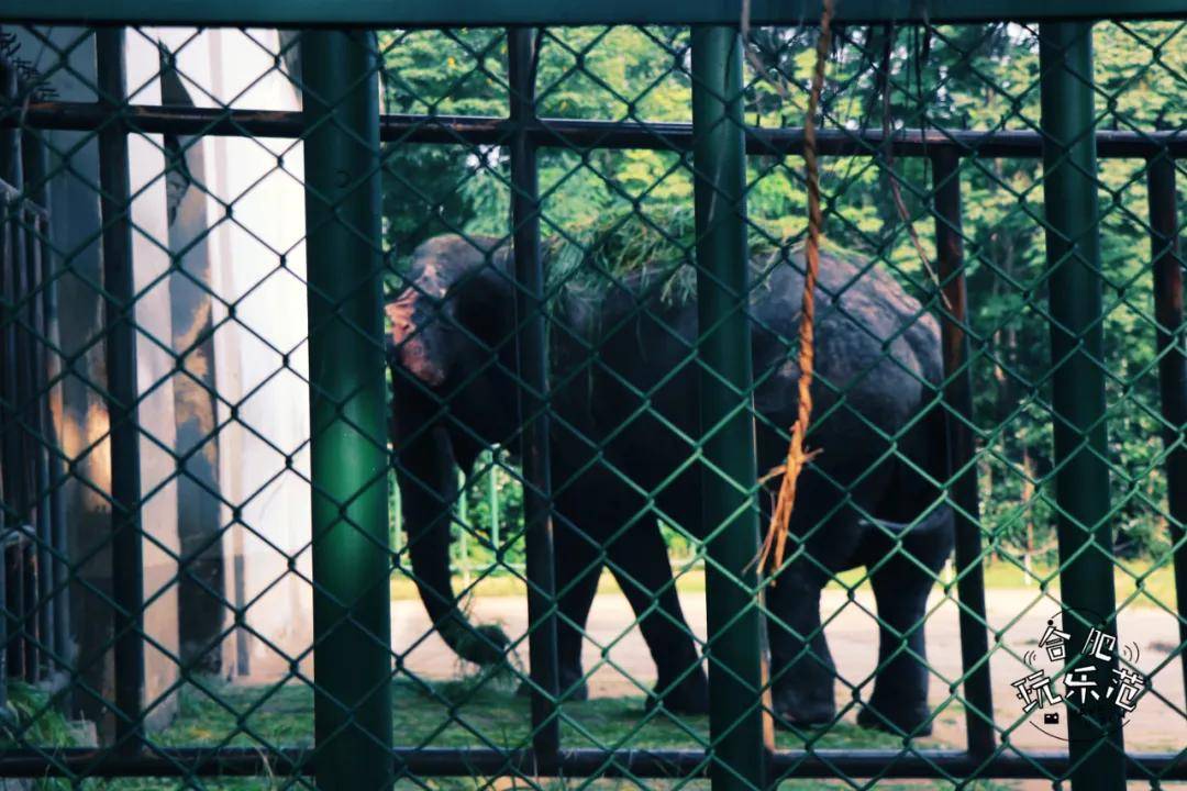 25歲的合肥野生動物園藏著你多少幀的記憶