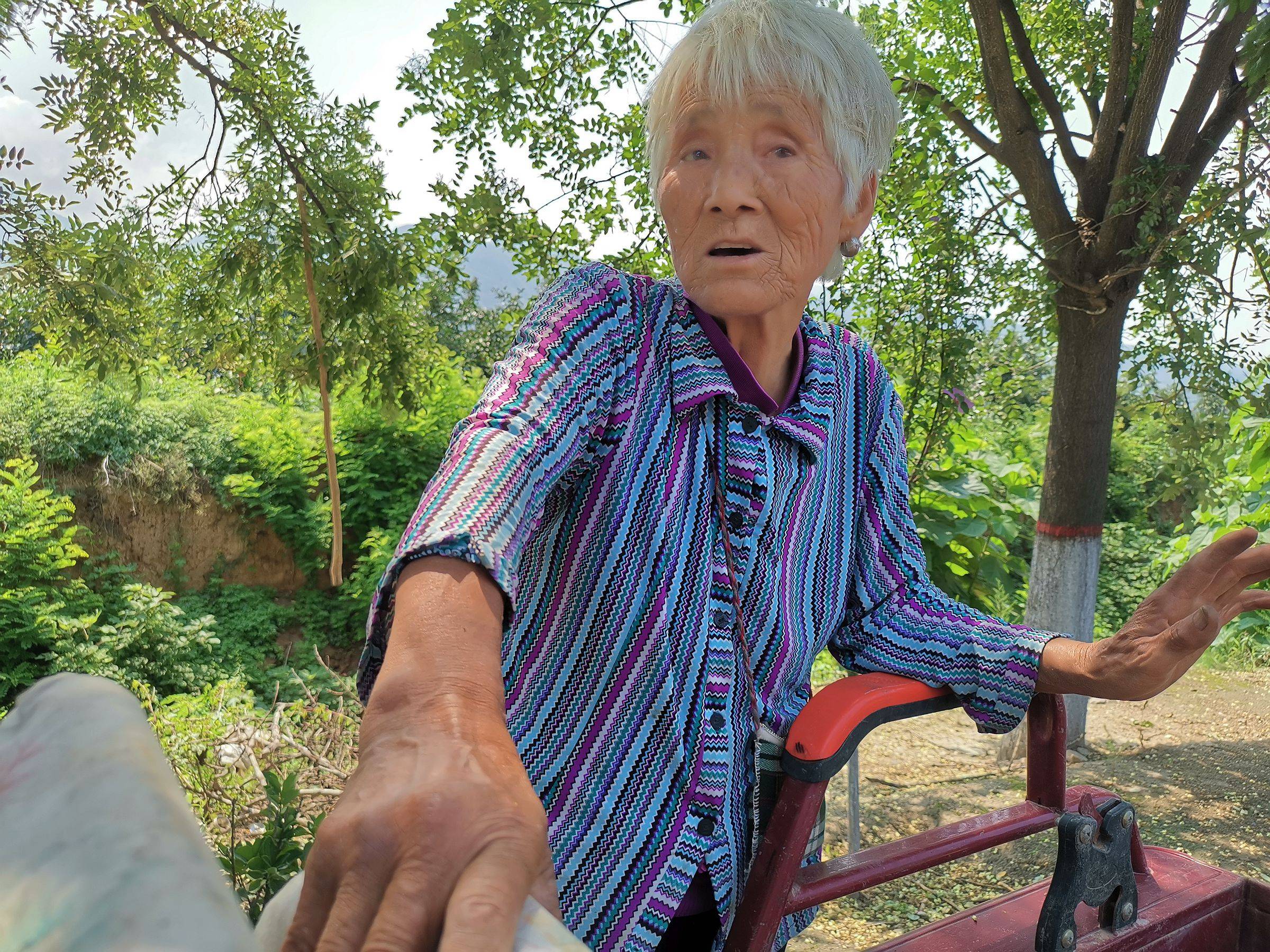 77岁农村大娘路边采槐米,说起2个儿媳她笑了,咋回事_儿子