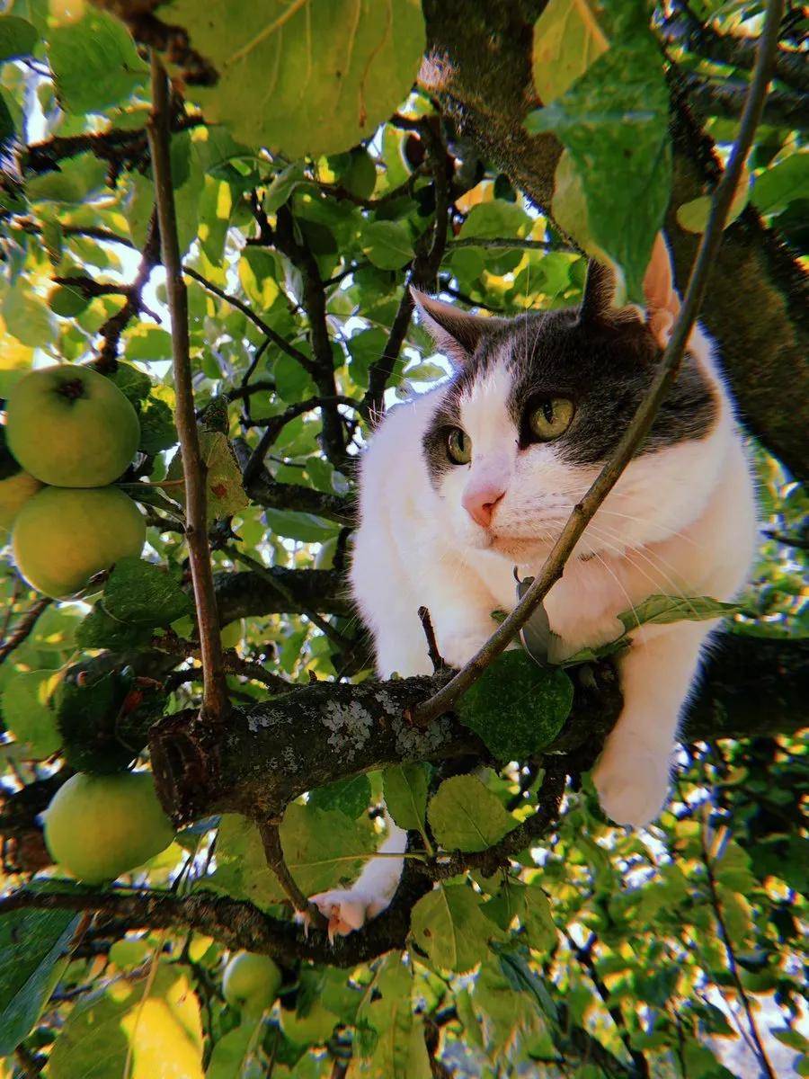 夏天已经来了,你家树上的猫都长好了吗?